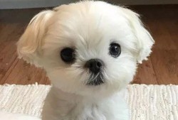 狗狗最新爆料图片,萌态百出，揭秘宠物界的欢乐瞬间